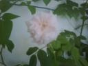 la-rosa-peregrina.jpg