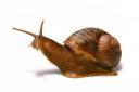 caracol.jpg